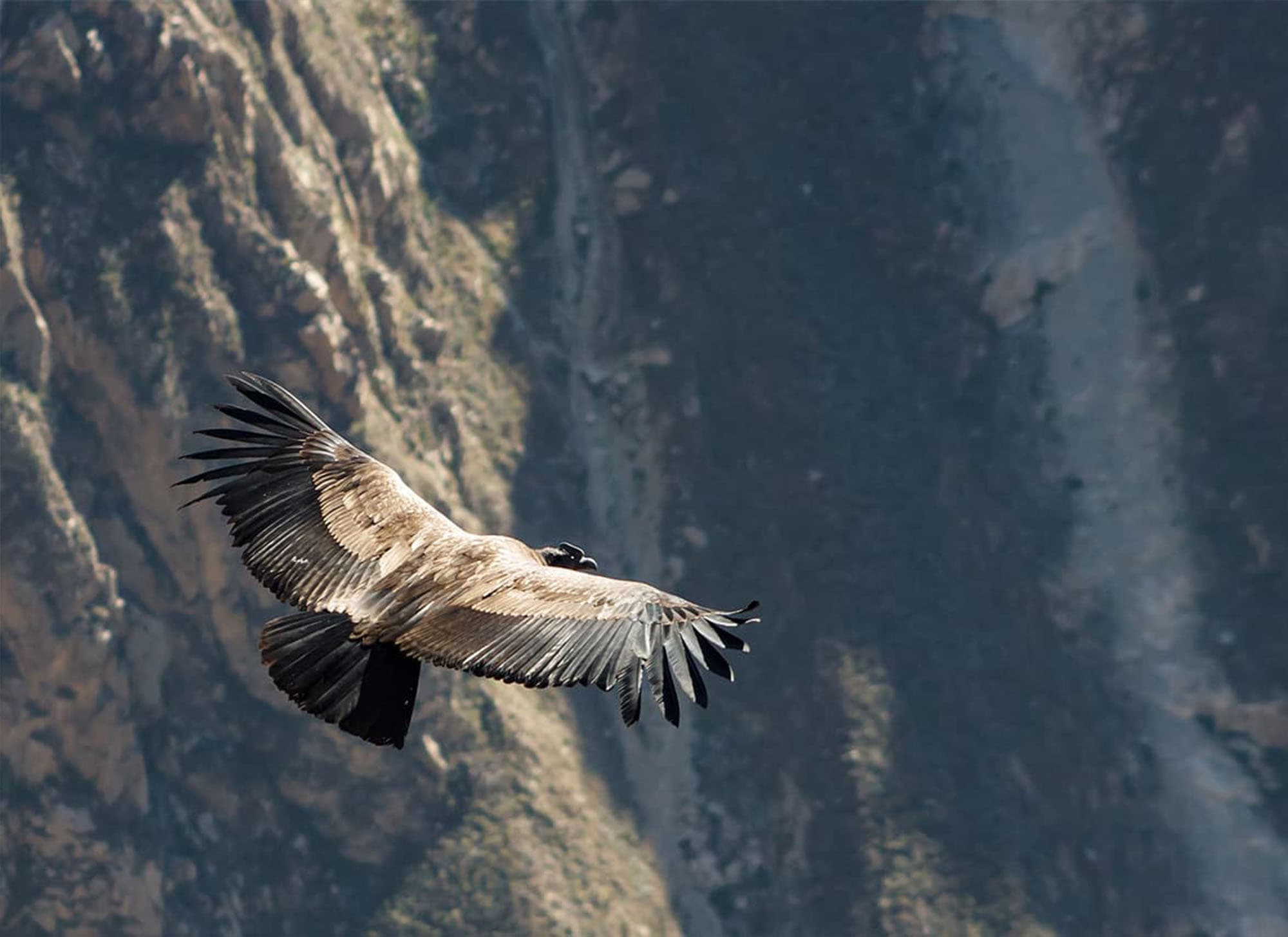Condor volando en cañon de Chonta