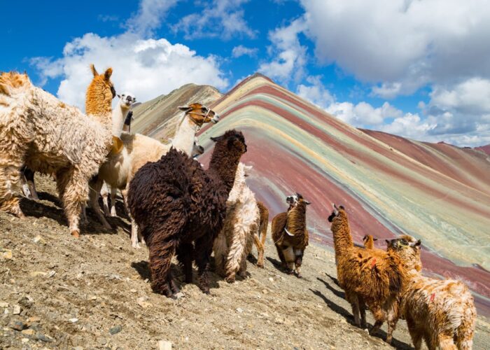 Montaña de siete colores con Llamas