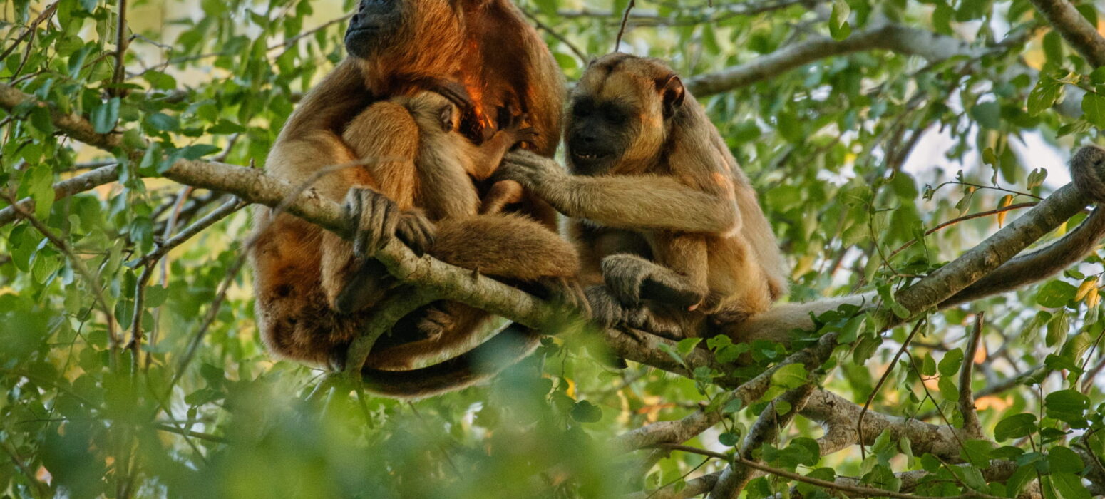 Mono con su cría en la selva Peruana
