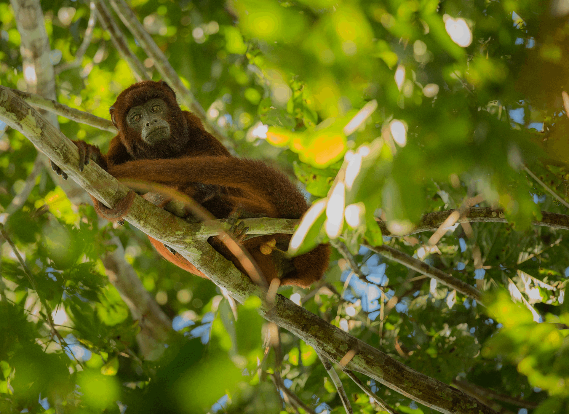 Mono marron en un tour en la selva